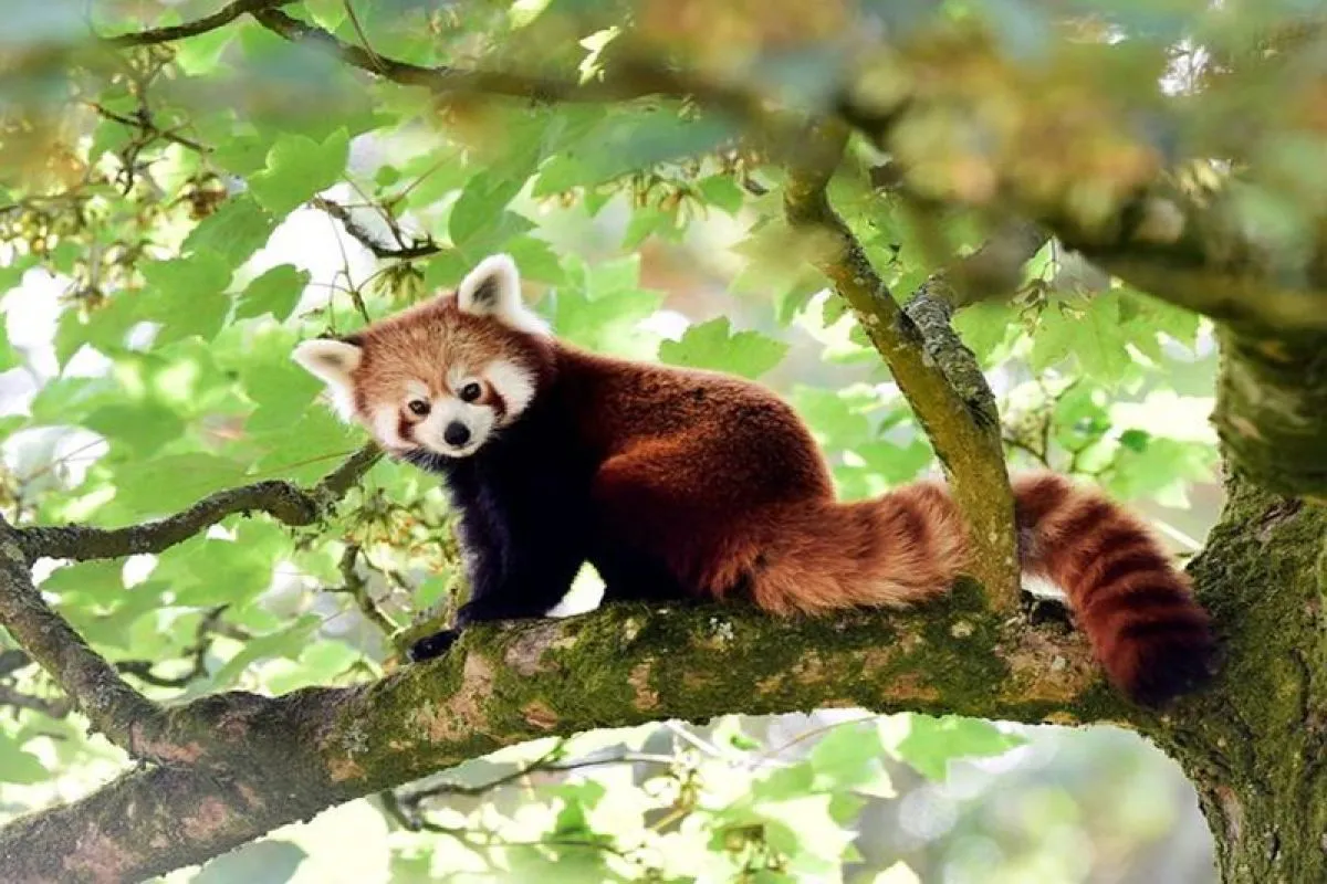 Mengapa Populasi Panda Merah Terus Menurun di Alam Liar?