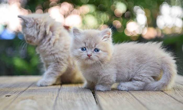 Jenis-Jenis Kucing dengan Pola Warna yang Unik dan Menarik