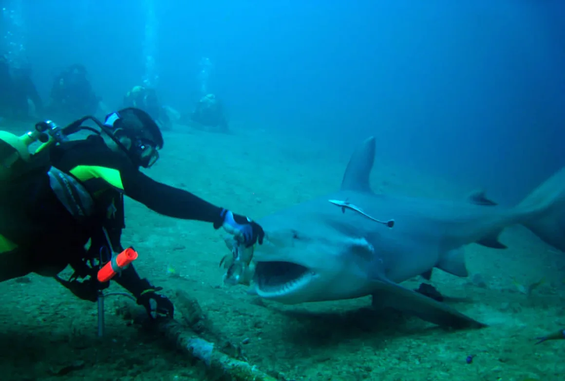 menantang-adrenalin-di-laut-karibia-wisata-selam-bersama-hiu-banteng-di-kuba
